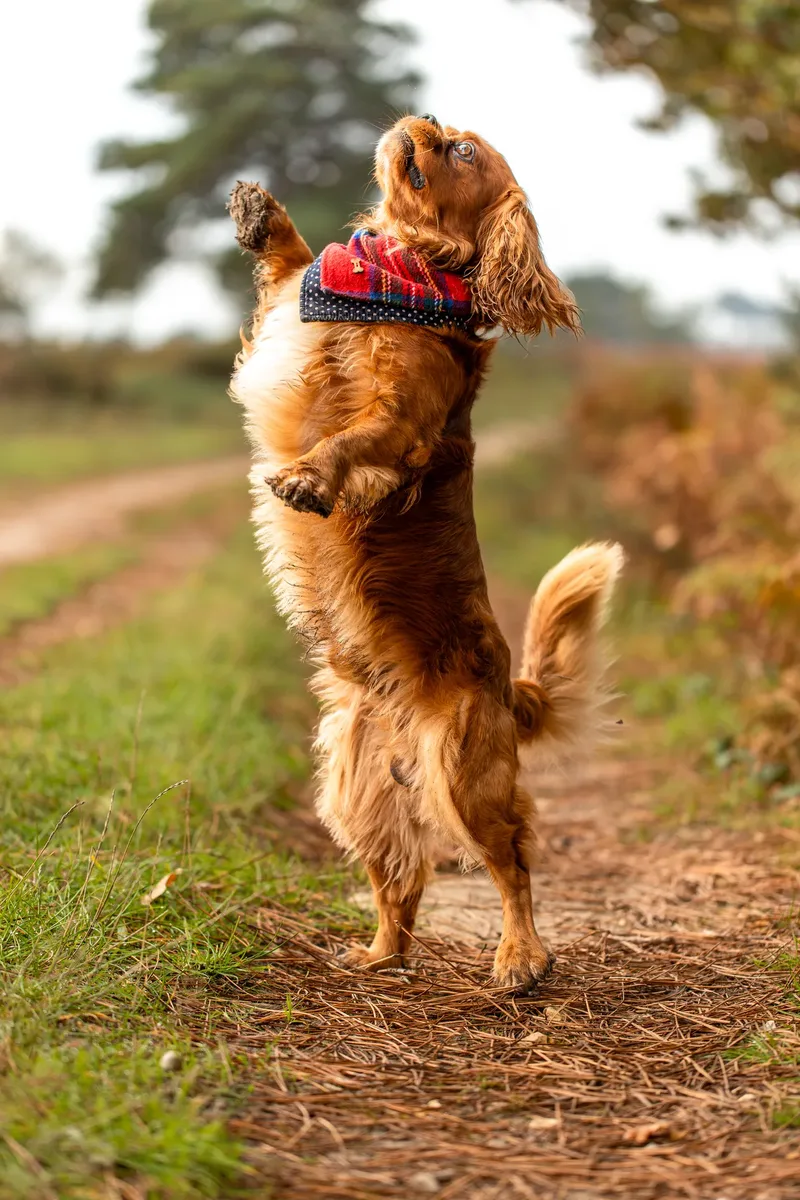 Rusty the Cav (21 of 24)