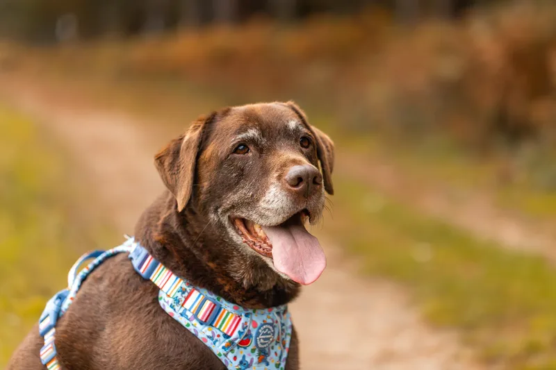 A Morning with Cas & Oreo at Canford Heath (4 of 24)