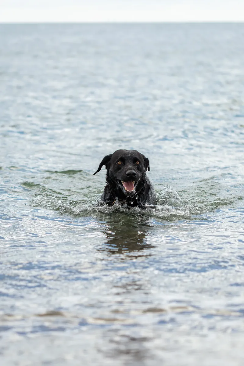 Stan the black lab (19 of 38)