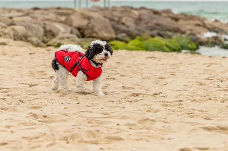 Ralph the Panda dog (9 of 15)