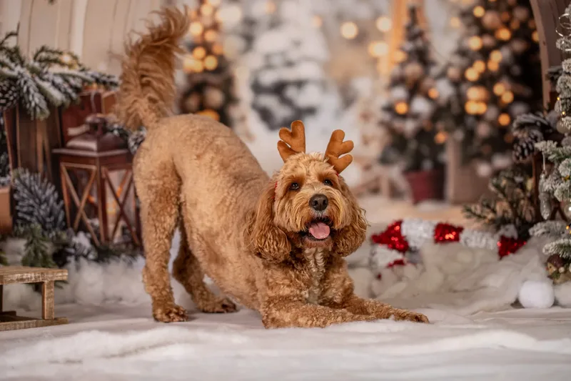 Christmas