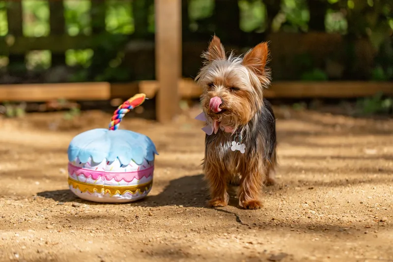 Willow – the mini yorkie (1 of 24)