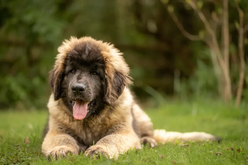 Alfie the Leonberger Puppy (13 of 41)