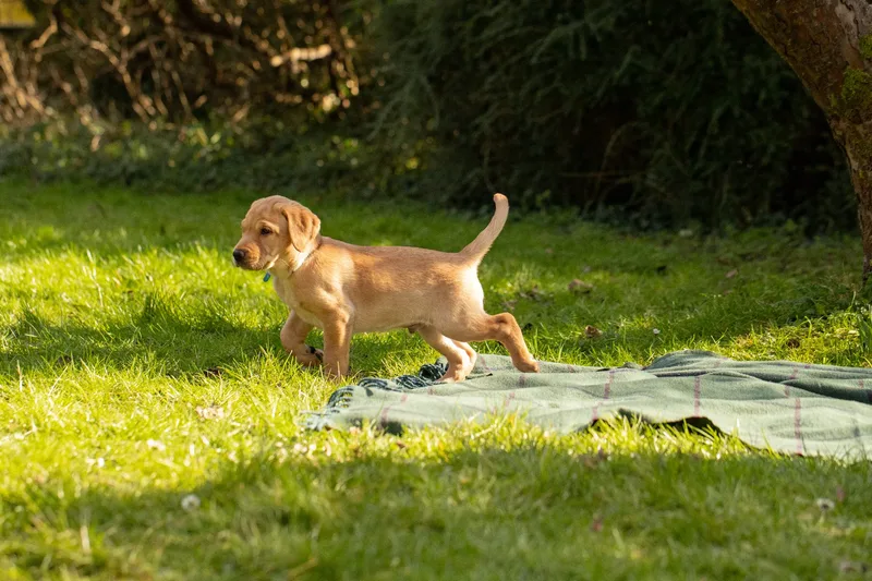 Labrador Puppies (11 of 19)
