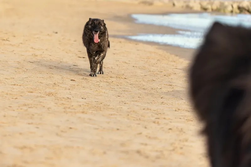 Baloo and Estia on the beach (10 of 22)