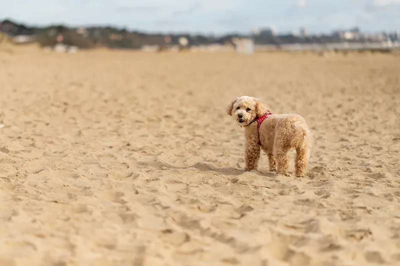 Lola the Poochon (10 of 28)