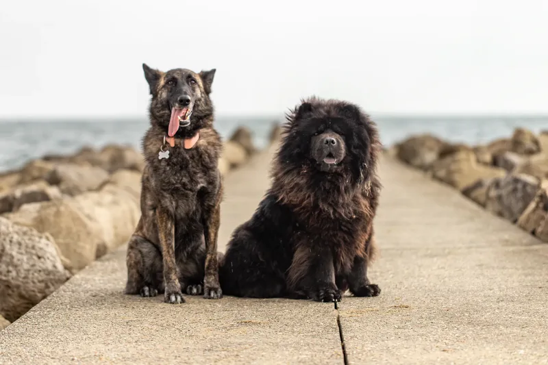 Estia & Baloo