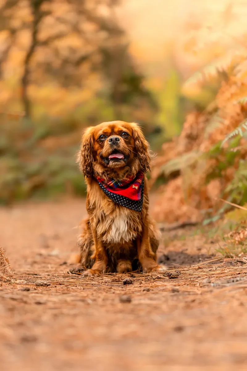 Rusty the Cav (9 of 24)