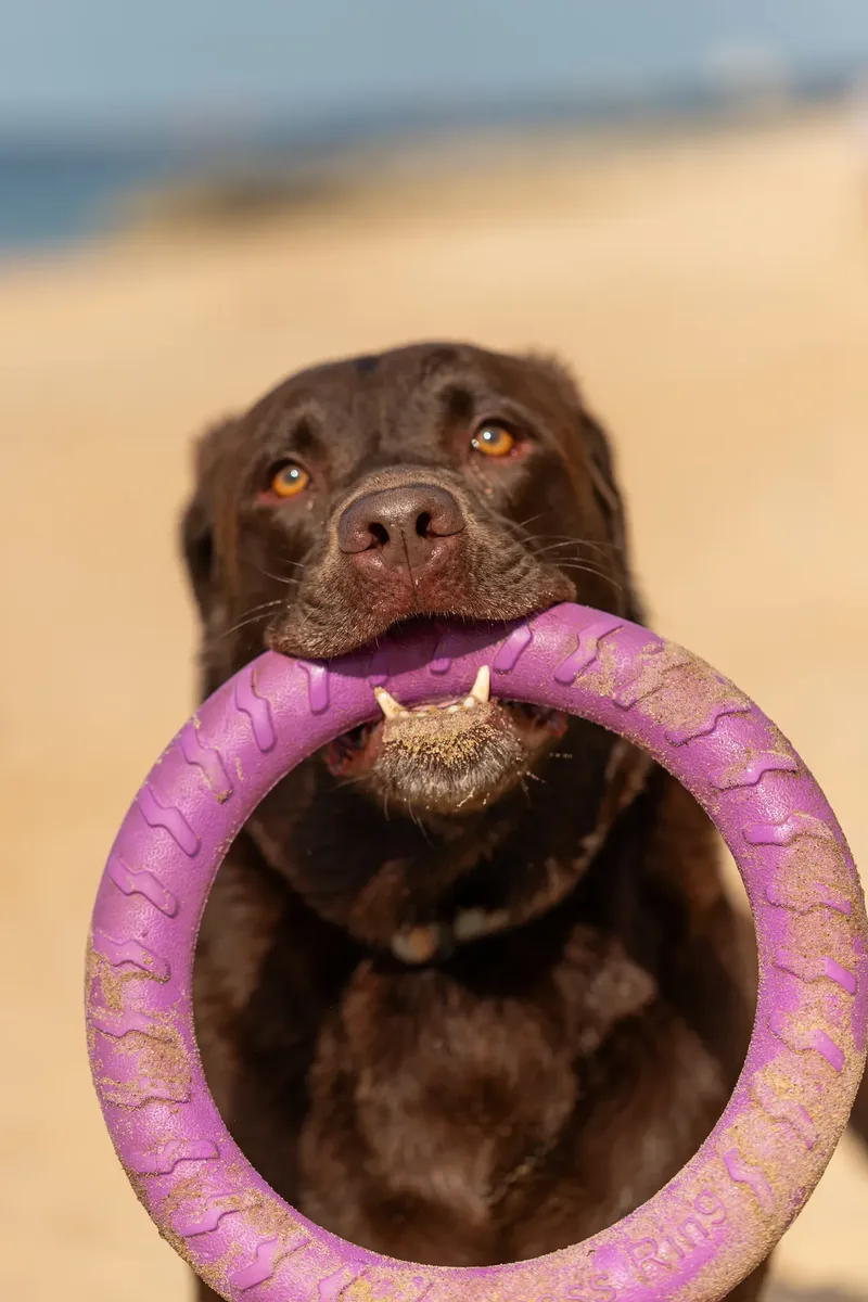 Ralph the Chocolate Lab (10 of 26)