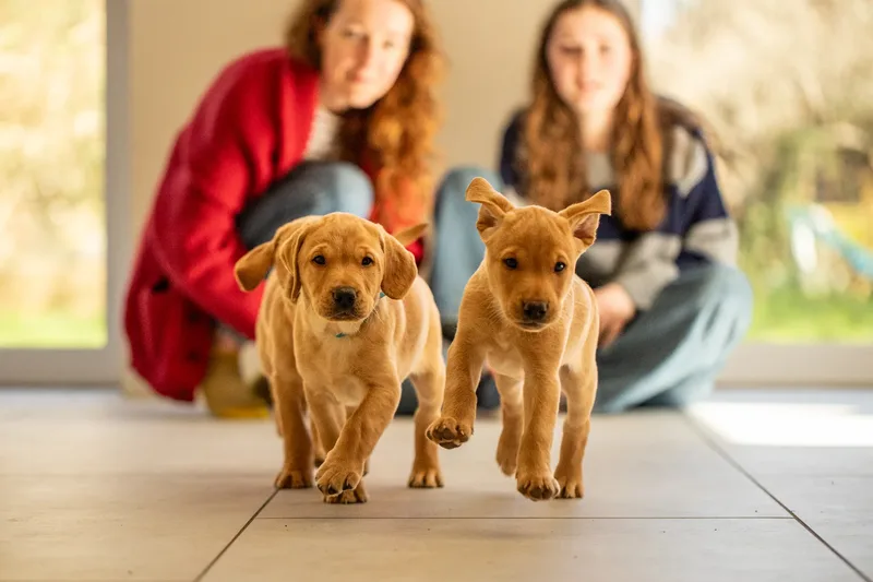 Labrador Puppies (10 of 19)