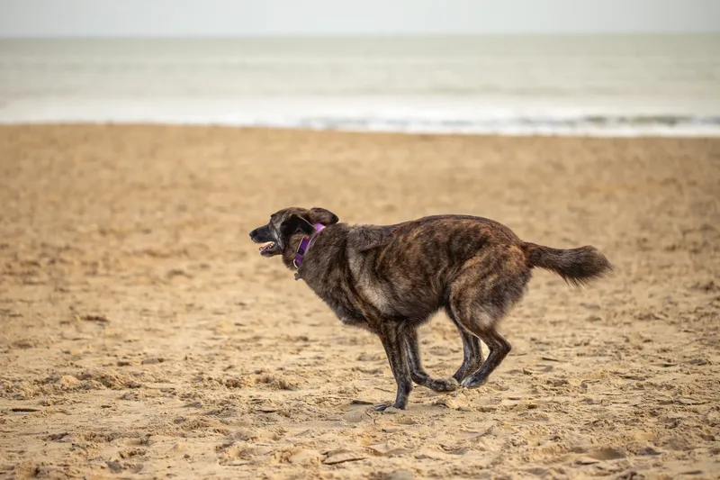 Baloo and Estia on the beach (22 of 22)