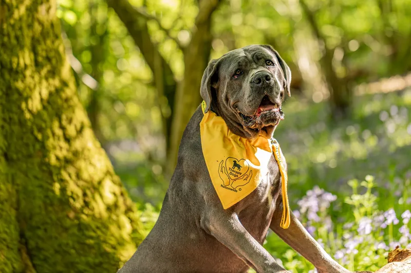 Skye the Cane Corso (9 of 23)