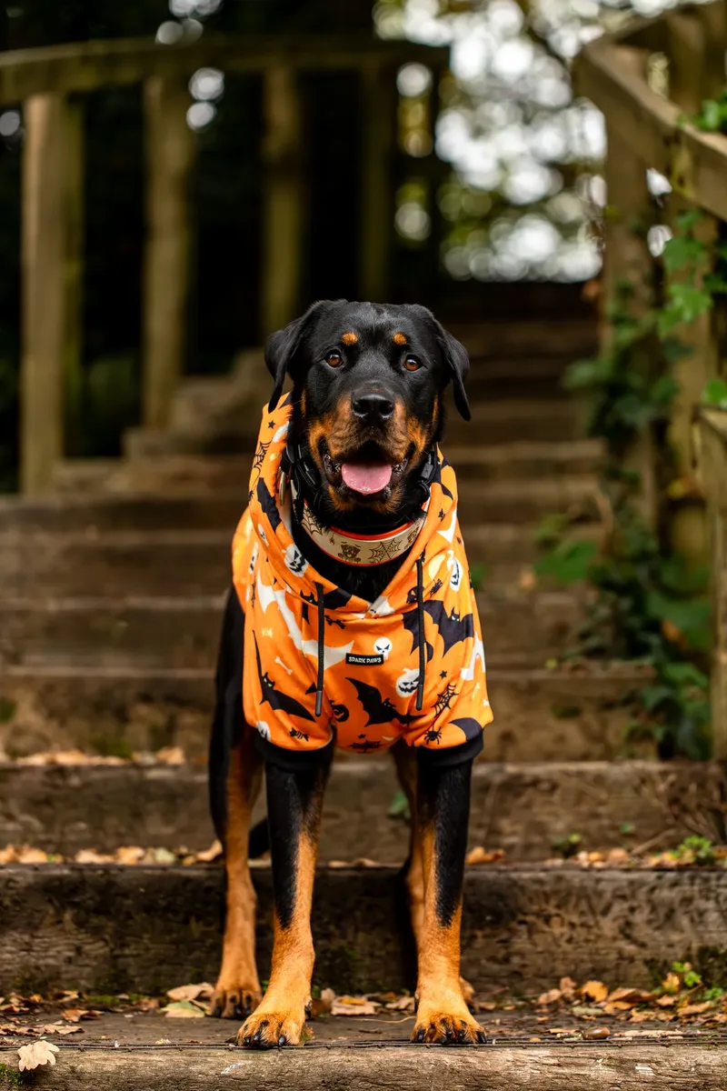 Karma the Rottie’s Halloween Shoot in Corfe Mullen (2 of 24)