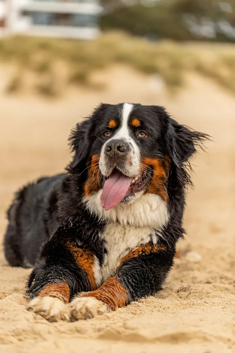 Berry the Bernese Mountain Dog (26 of 30)