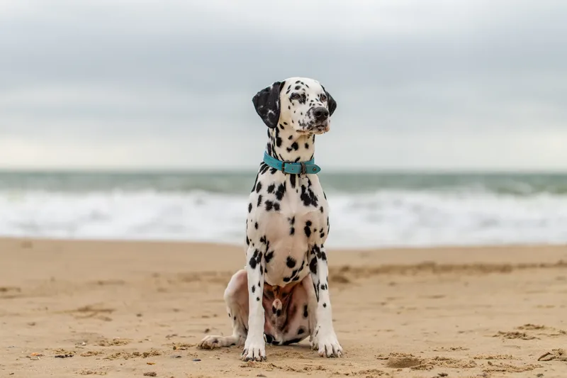 Domino the Dalmation (2 of 24)
