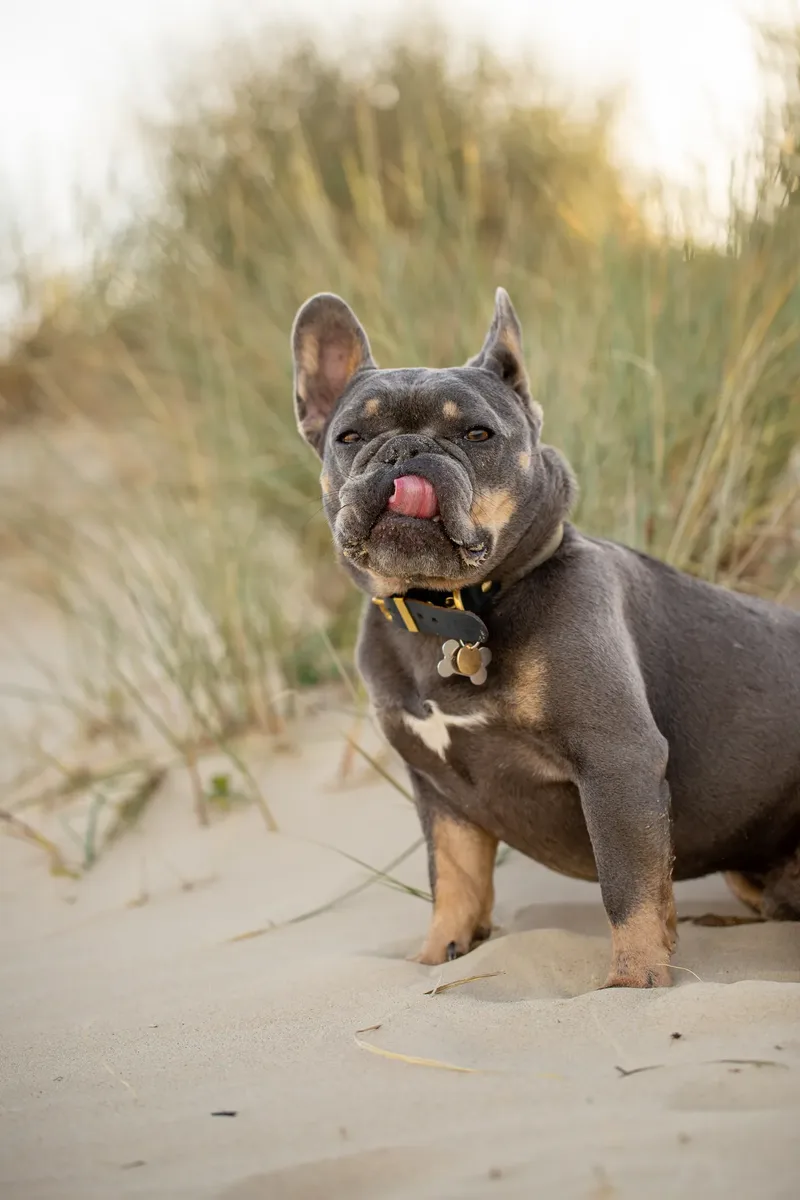 Blue the Frenchie (1 of 32)
