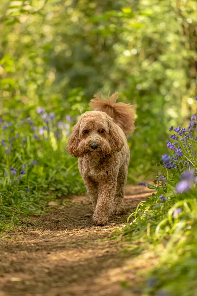 Teddy the cockapoo in the bluebells (11 of 21)