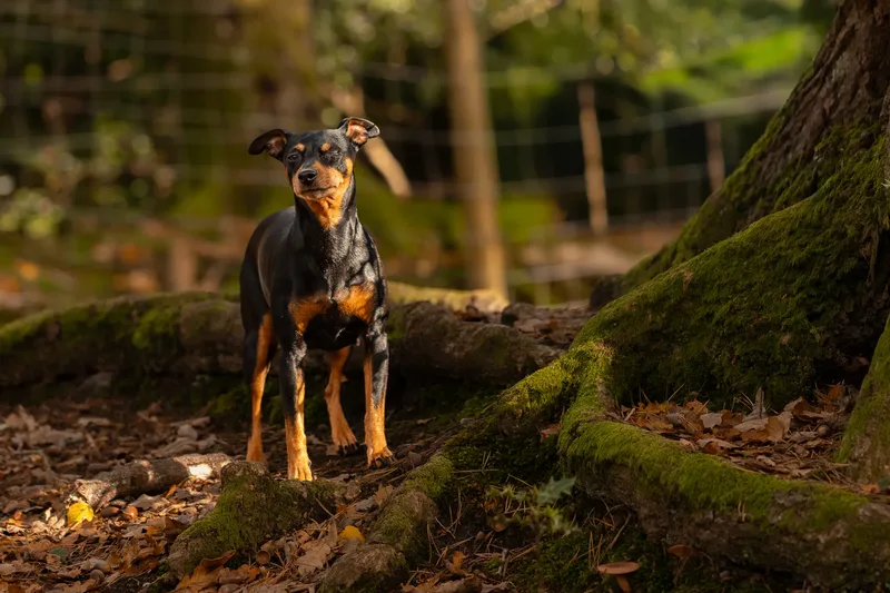 The Three Min Pins (6 of 24)