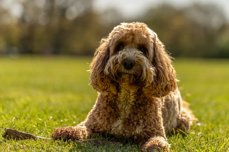 Teddy the cockapoo in the bluebells (19 of 21)