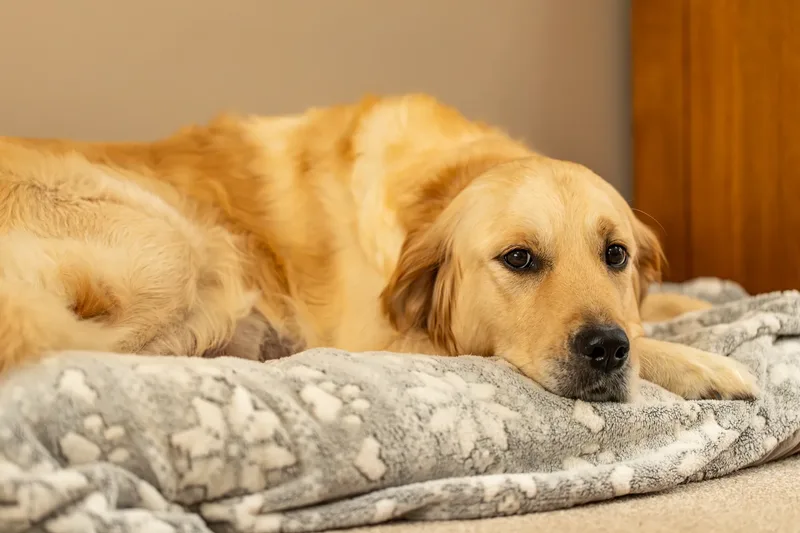 Golden Retriever Puppies (43 of 60)