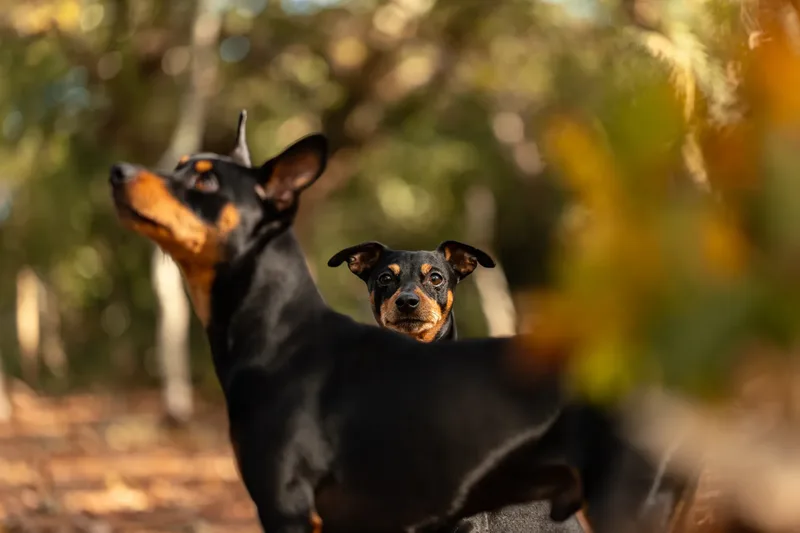 The Three Min Pins (15 of 24)