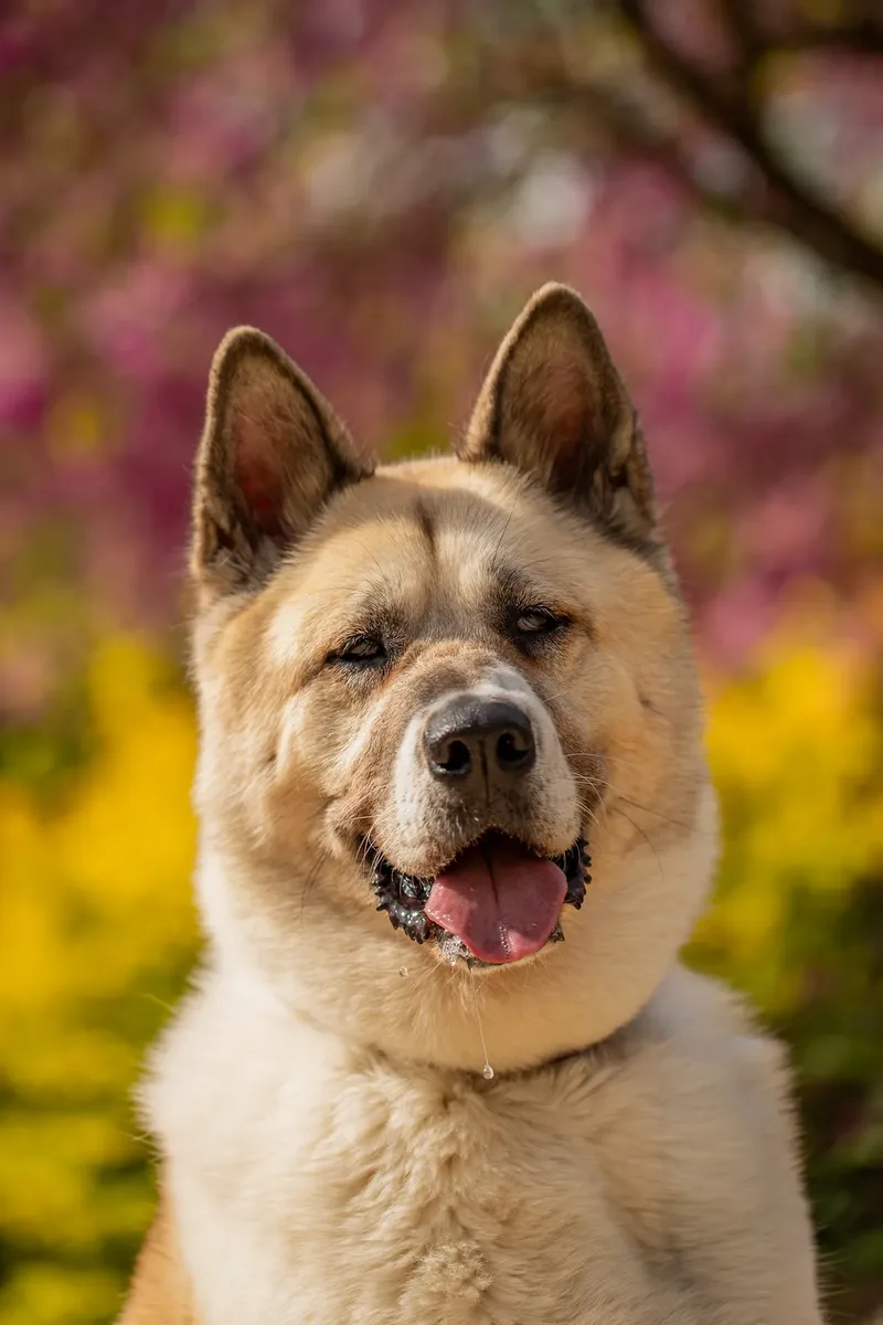 The Dorset Dog Trainer (4 of 42)
