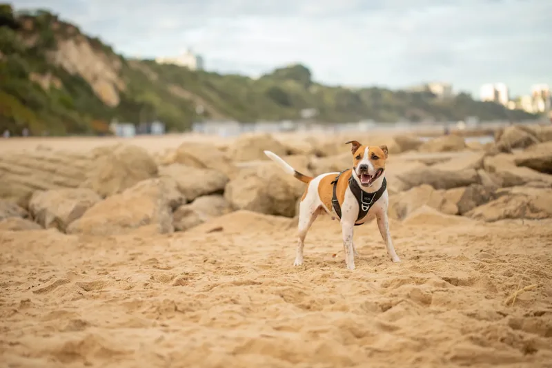 Dickie the Staffy (9 of 43)