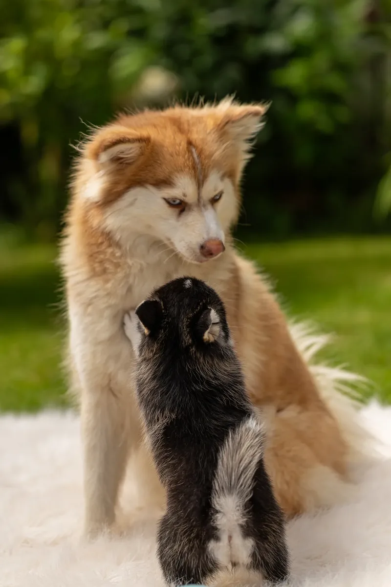 South Coast Pomsky’s (9 of 29)