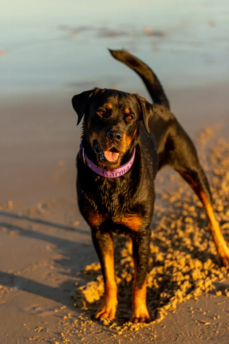 Karma the Rottie (20 of 24)
