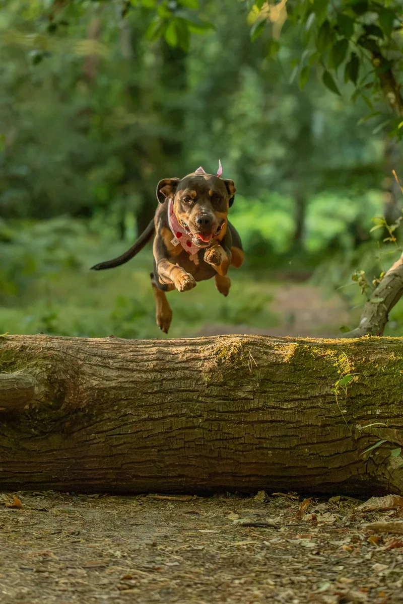 Shenzi