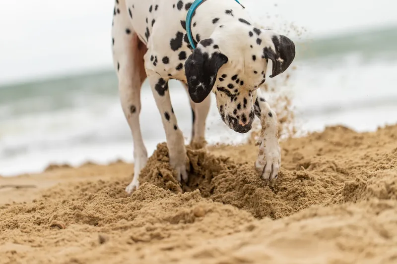 Domino the Dalmation (13 of 24)