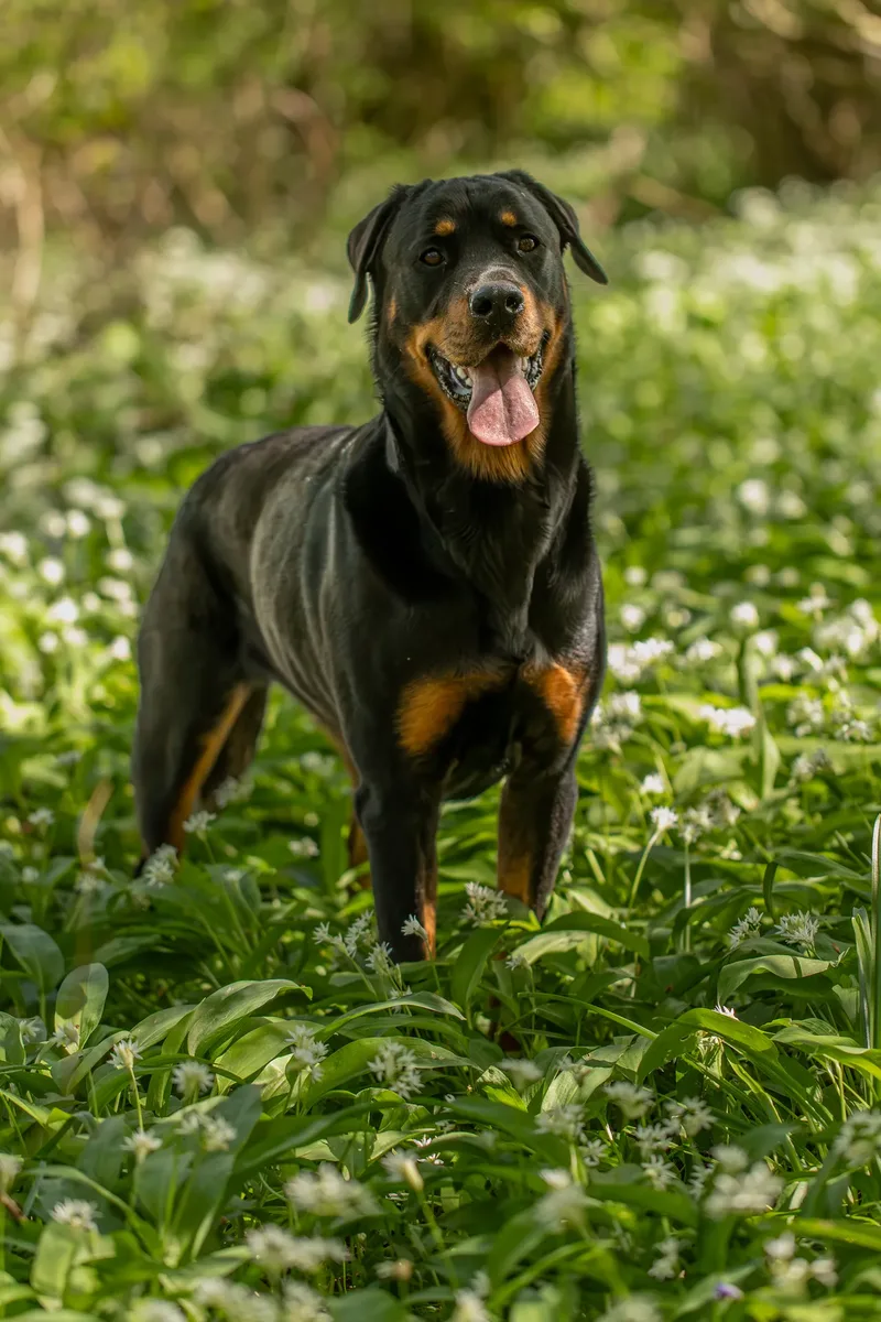 Karma the rottweiler in bluebells (10 of 30)