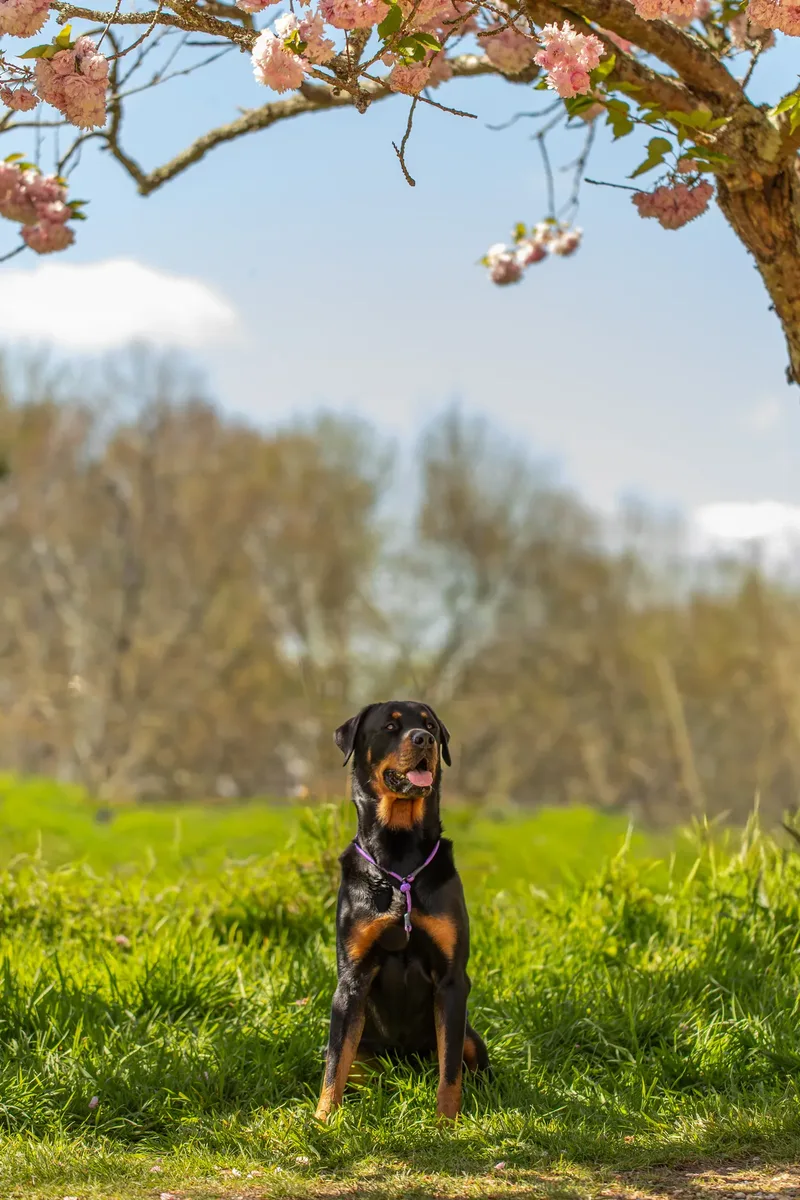 Karma the rottweiler in bluebells (13 of 30)