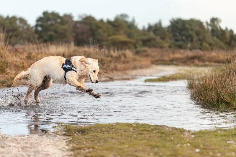 Ollie the golden (14 of 24)