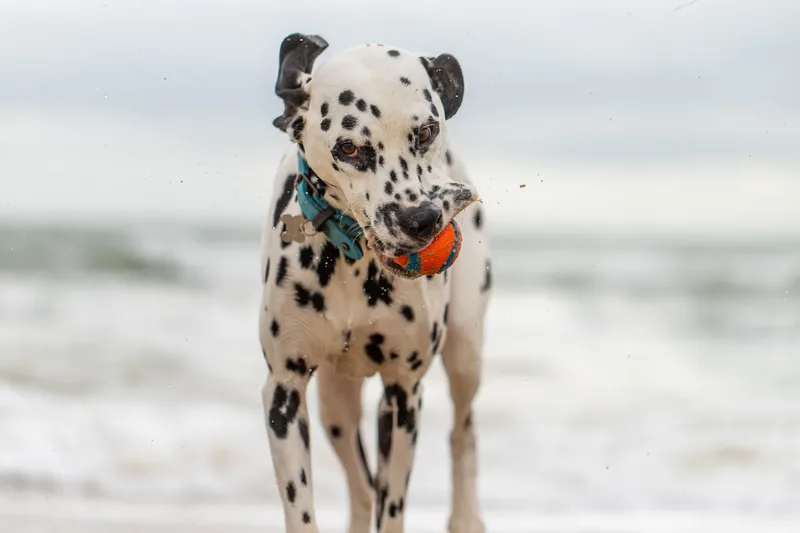 Domino the Dalmation (14 of 24)