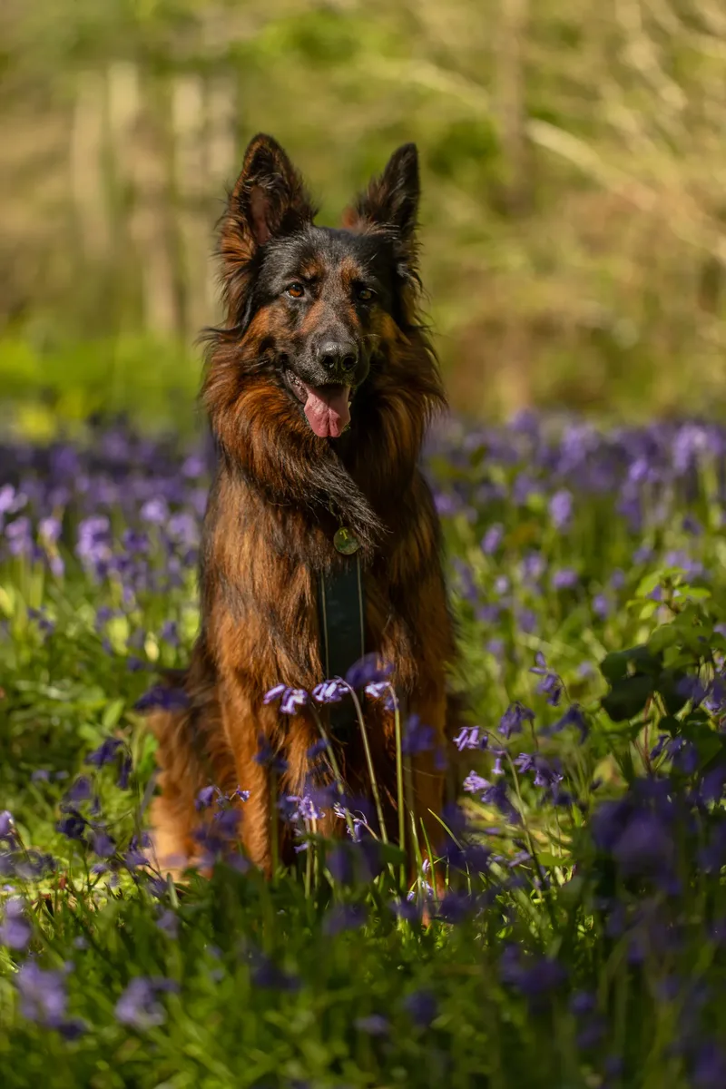 Tora the german shepherd (12 of 28)