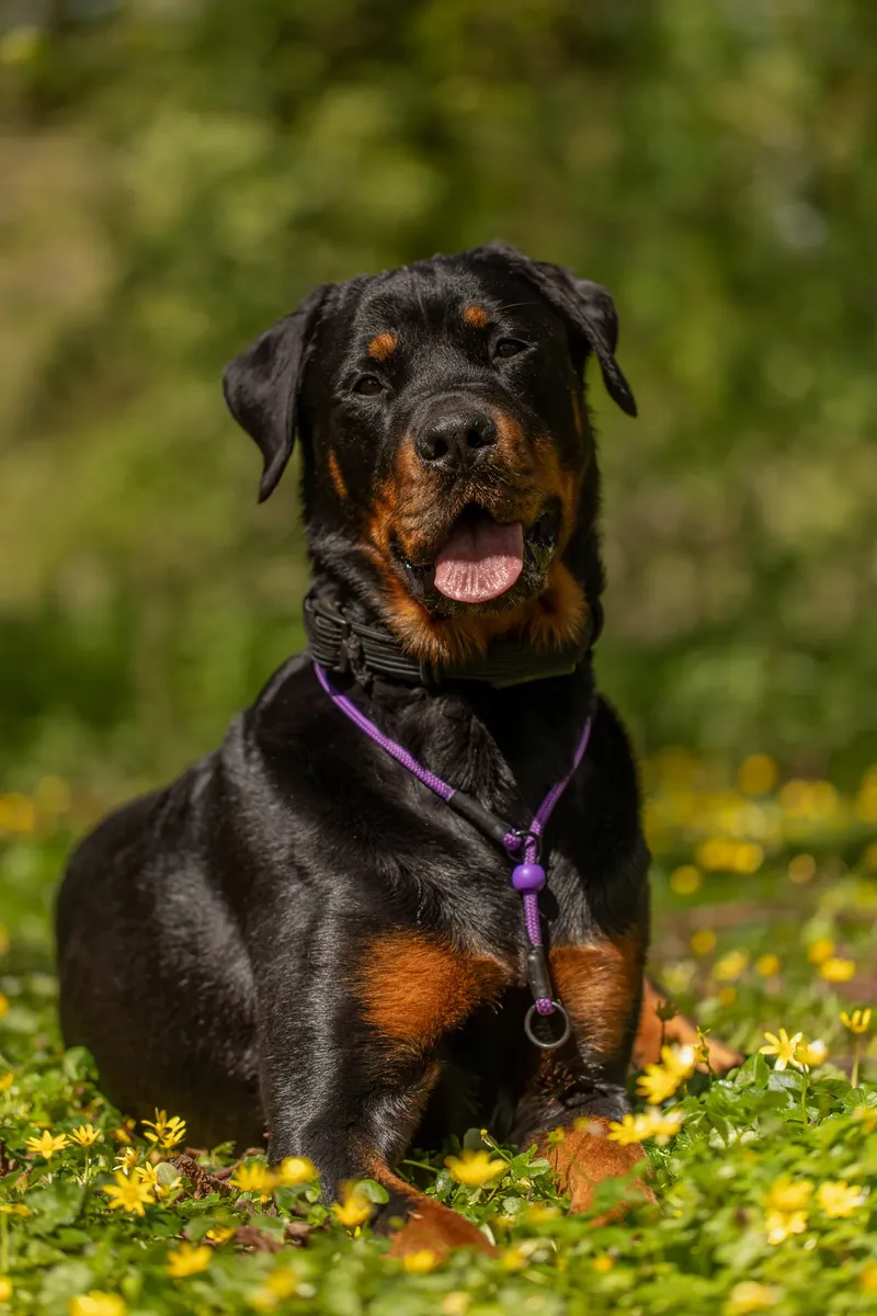 Karma the rottweiler in bluebells (29 of 30)