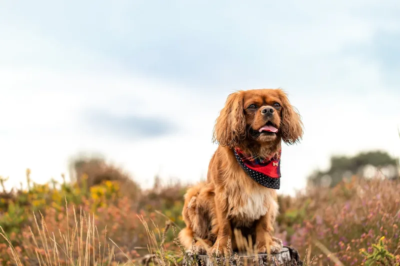 Rusty the Cav (3 of 24)