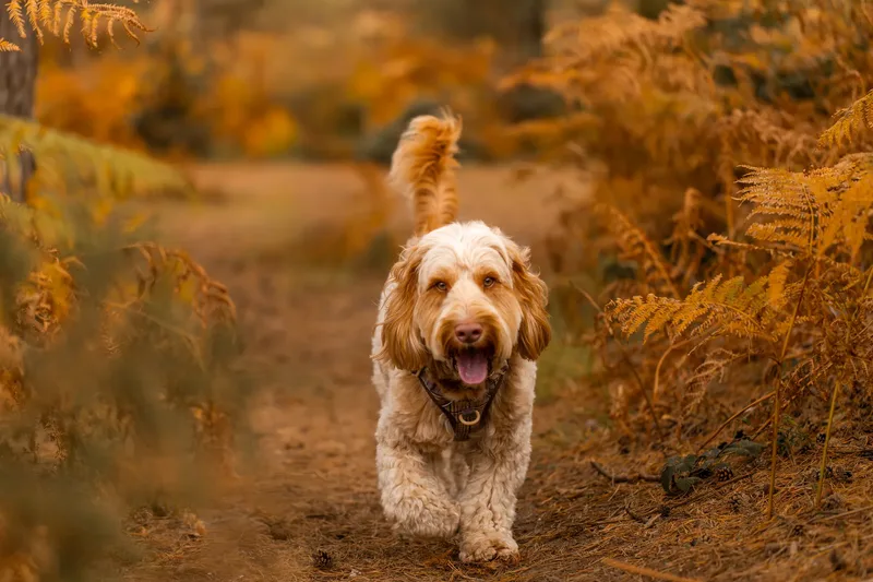 An Autumn Afternoon with Toby at Canford Heath (8 of 24)