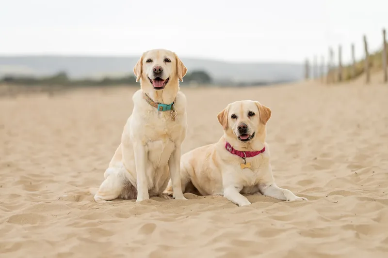 Mollie & Lola (1 of 32)
