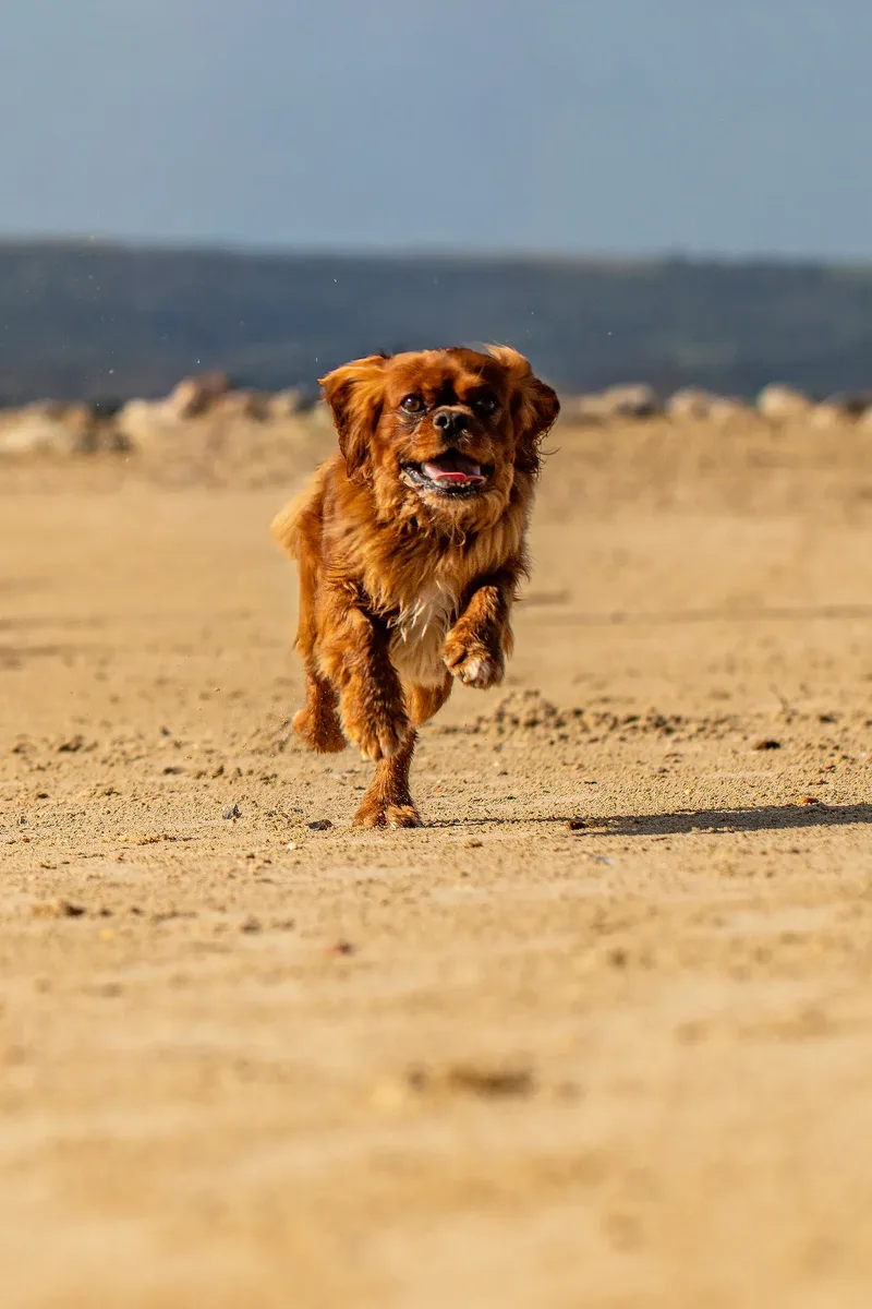 Rusty The Cavalier (13 of 24)