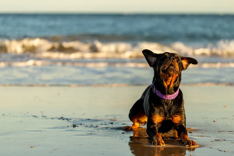 Karma the Rottie (16 of 24)
