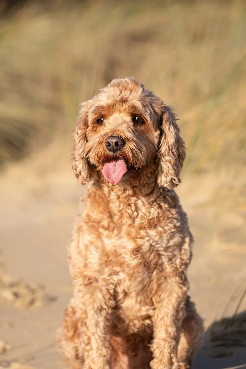 Red the Cavapoo (2 of 42)