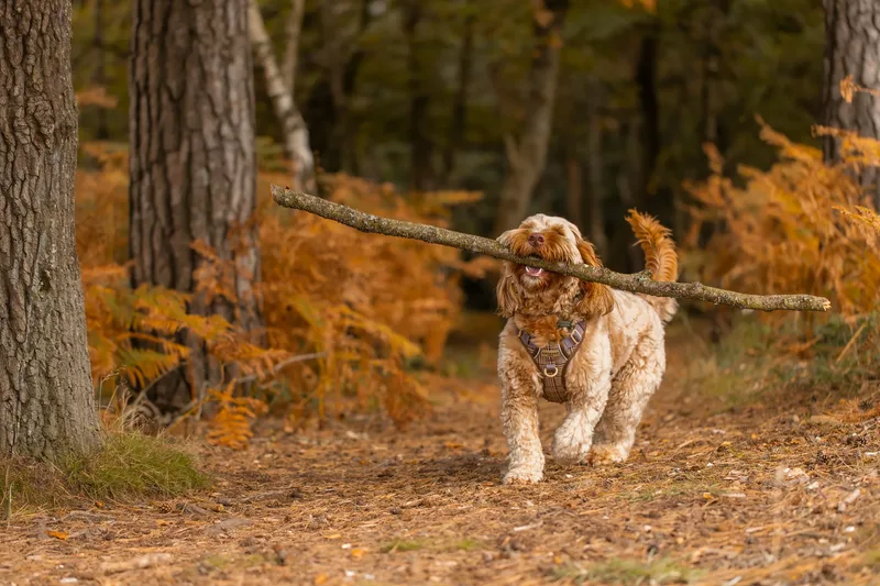 An Autumn Afternoon with Toby at Canford Heath