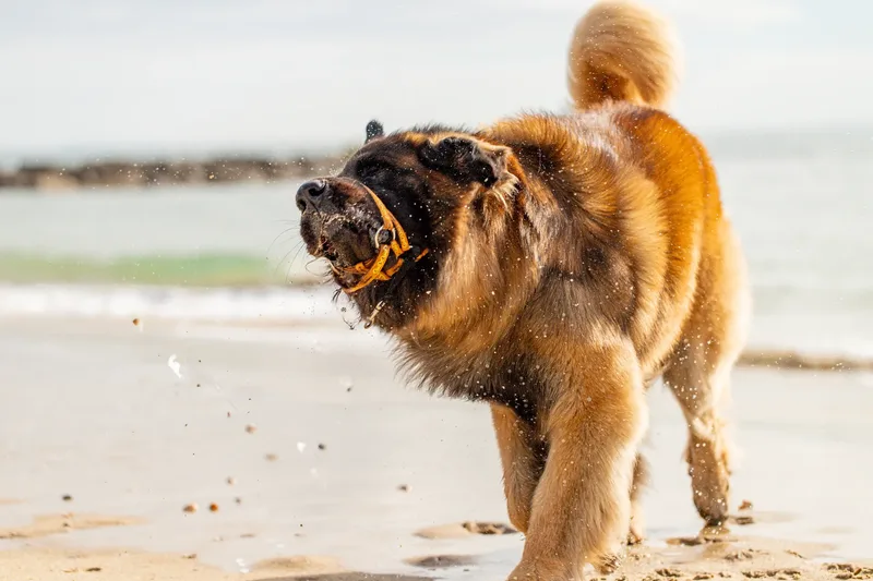 Koda the Leonberger (14 of 18)
