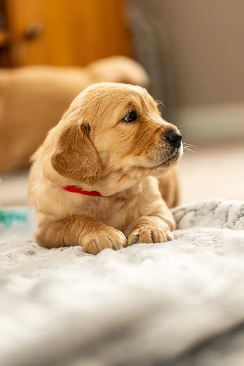 Golden Retriever Puppies (9 of 60)