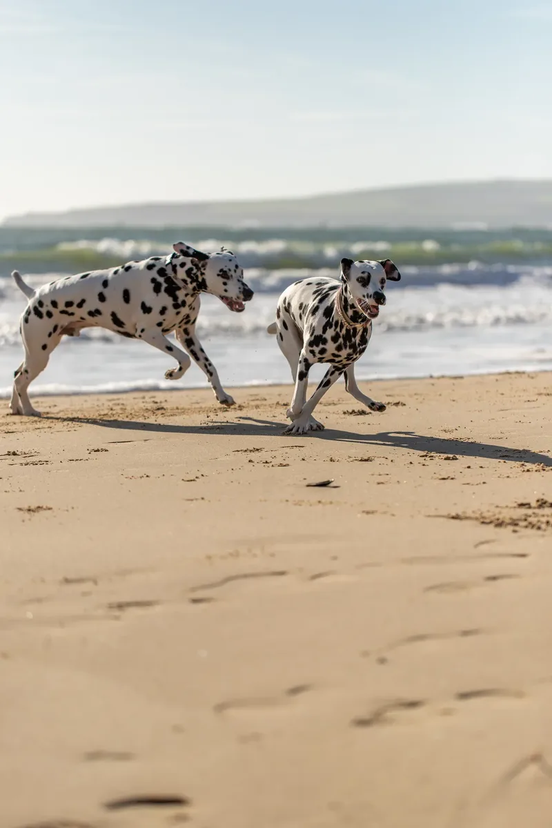Perdy and Pongo (27 of 28)