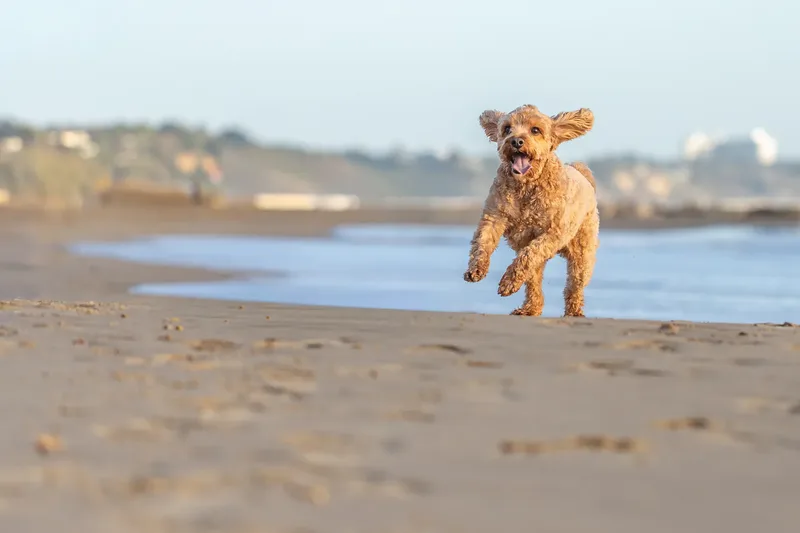 Red the Cavapoo (18 of 42)