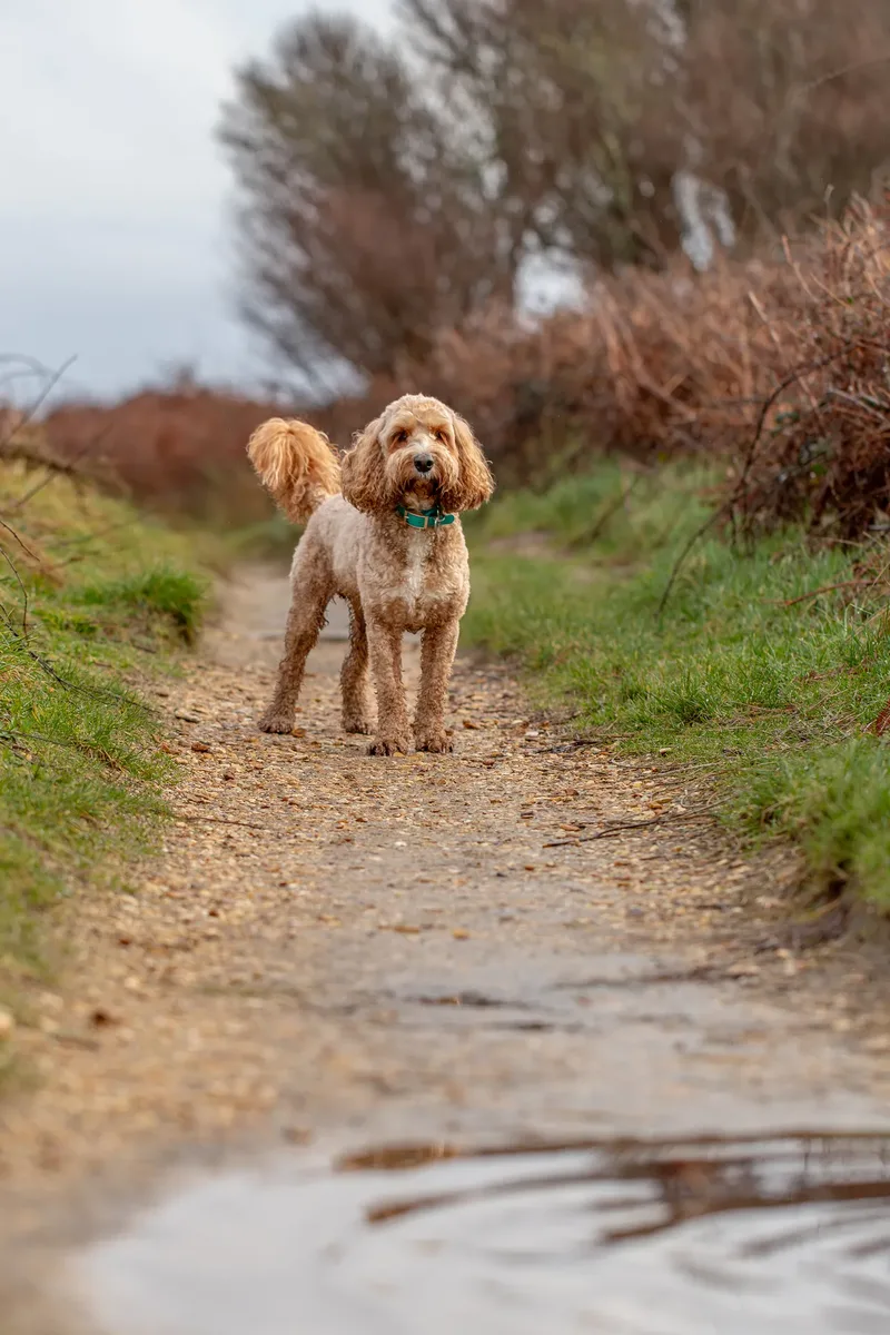 Teddy the Cockapoo (36 of 39)