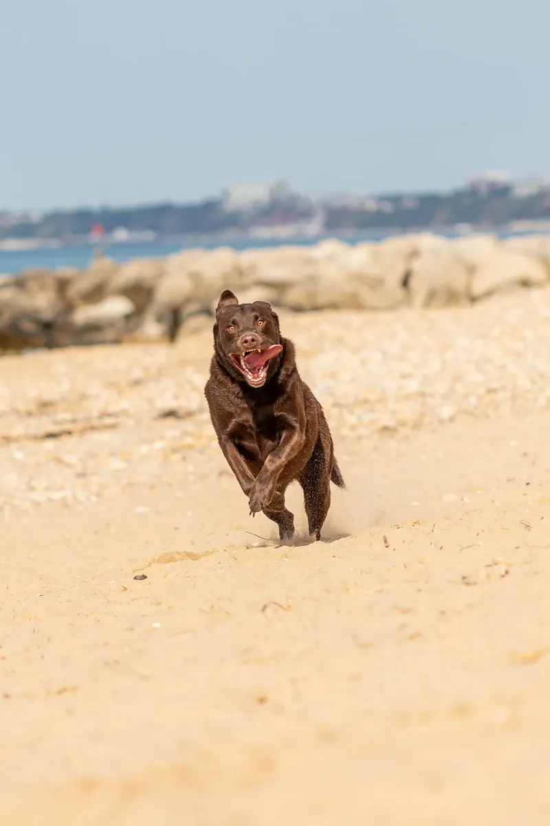 Ralph the Chocolate Lab (11 of 26)